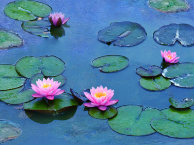 Great Art On Screen – <i>Water Lilies by Monet: The Magic of Water and Light</i>